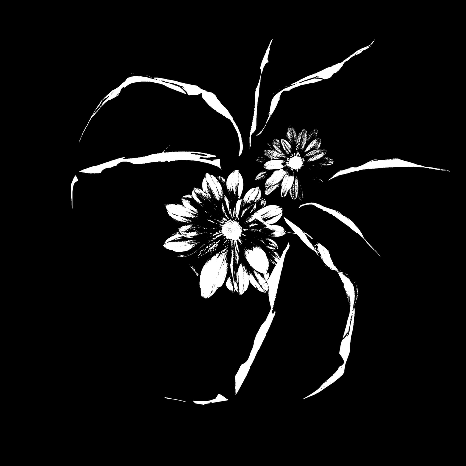 A white spider with flowers in its body against a black background