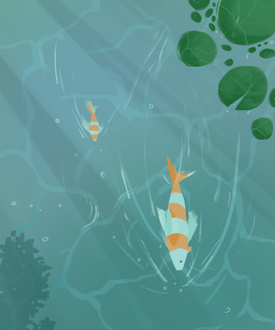 Two orange and white koi swimming through a blue-green pond with lily pads